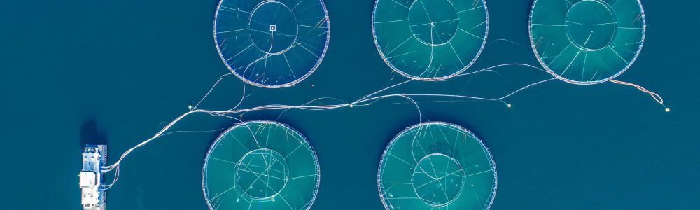 Bioeconomic-Modelling