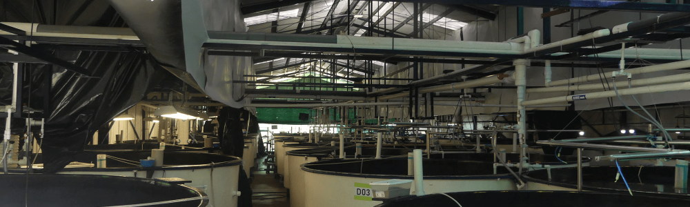 Blog Martec-Hatchery