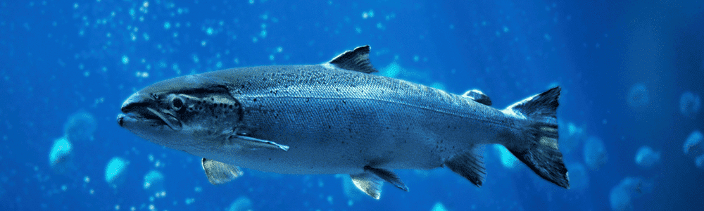 Blog Salmon 1000 x 500