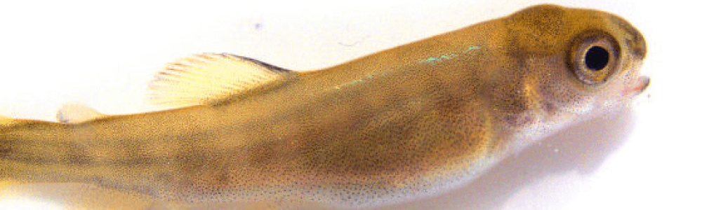 Blog xelect-brown-trout-e1563802603220
