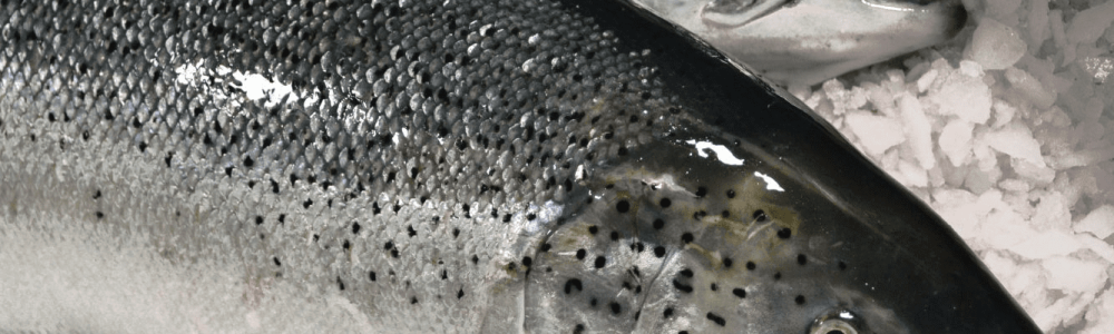 Blog xelect-fish-on-ice-e1563802418815
