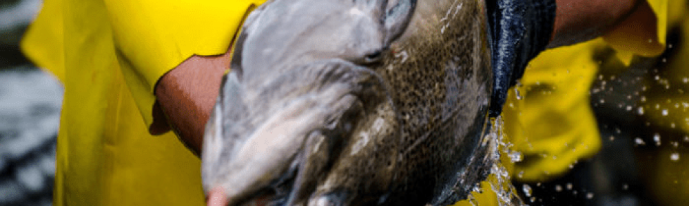 Blog xelect-new-zealand-king-salmon-e1563802225160