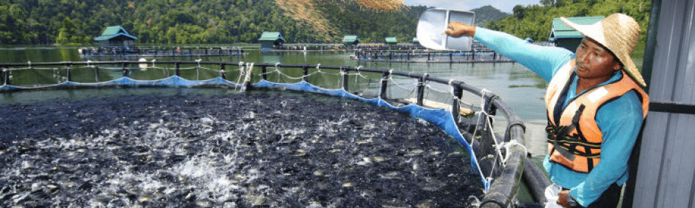 Blog xelect-tilapia-fishfarm-e1563802555304