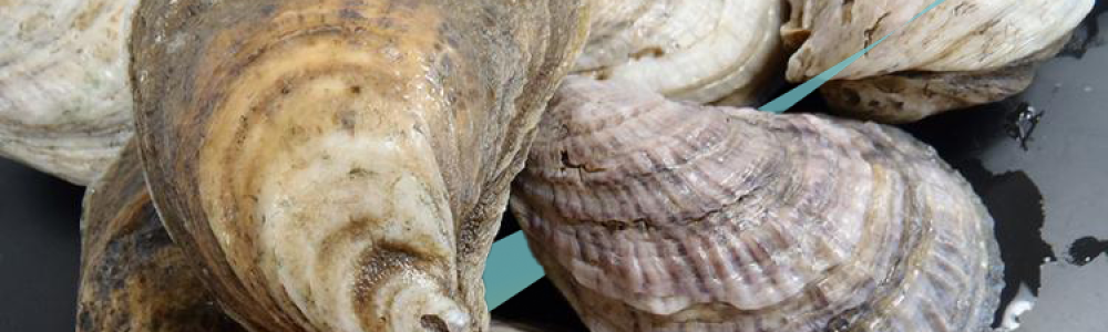 Eastern Oysters