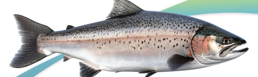 Trout